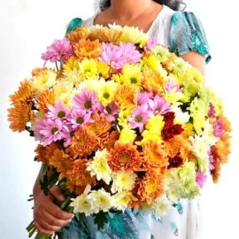 100 Stems Of Chrysanthemum